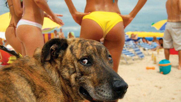 beach-dog
