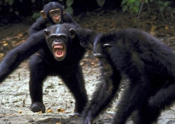 chimp war